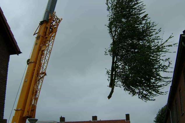 rooien en kappen van walnotenbomen snoeien van walnotenbomen Tilburg Brabant